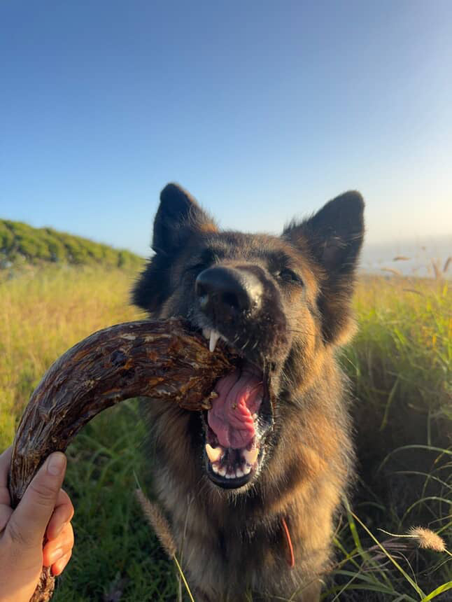 Turkey Neck Naked Beasts