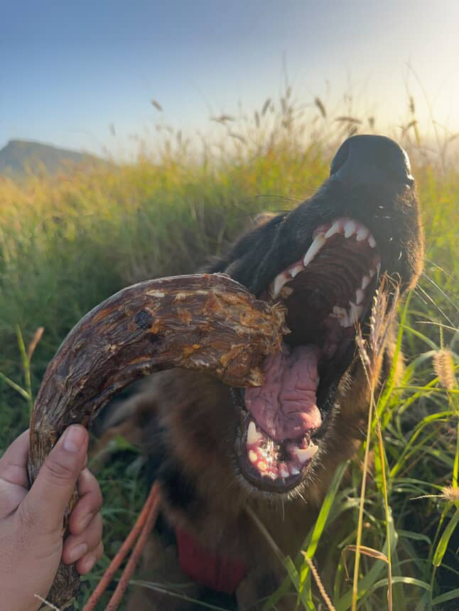 Turkey Neck Naked Beasts