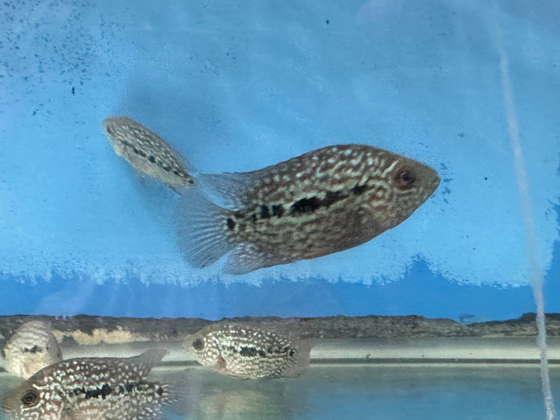 SRT F4 Super Red Texas Cichlid 3” AMERICAN CICHLID Danaqua Live Fish & More