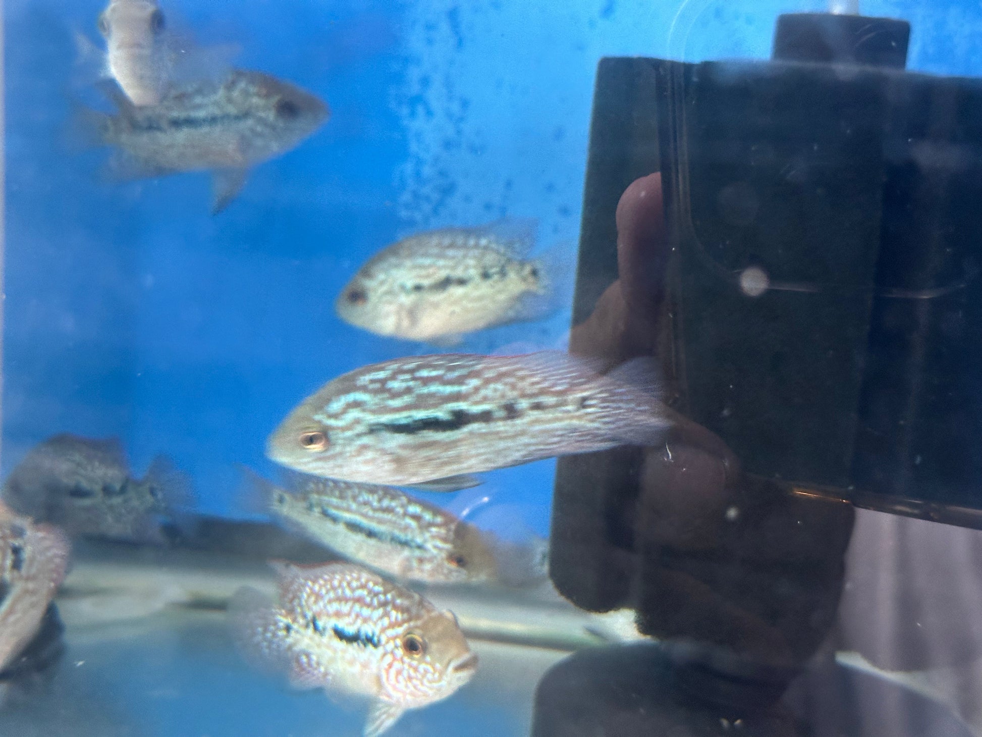 SRT F4 Super Red Texas Cichlid 3” AMERICAN CICHLID Danaqua Live Fish & More