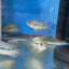 SRT F4 Super Red Texas Cichlid 3” AMERICAN CICHLID Danaqua Live Fish & More