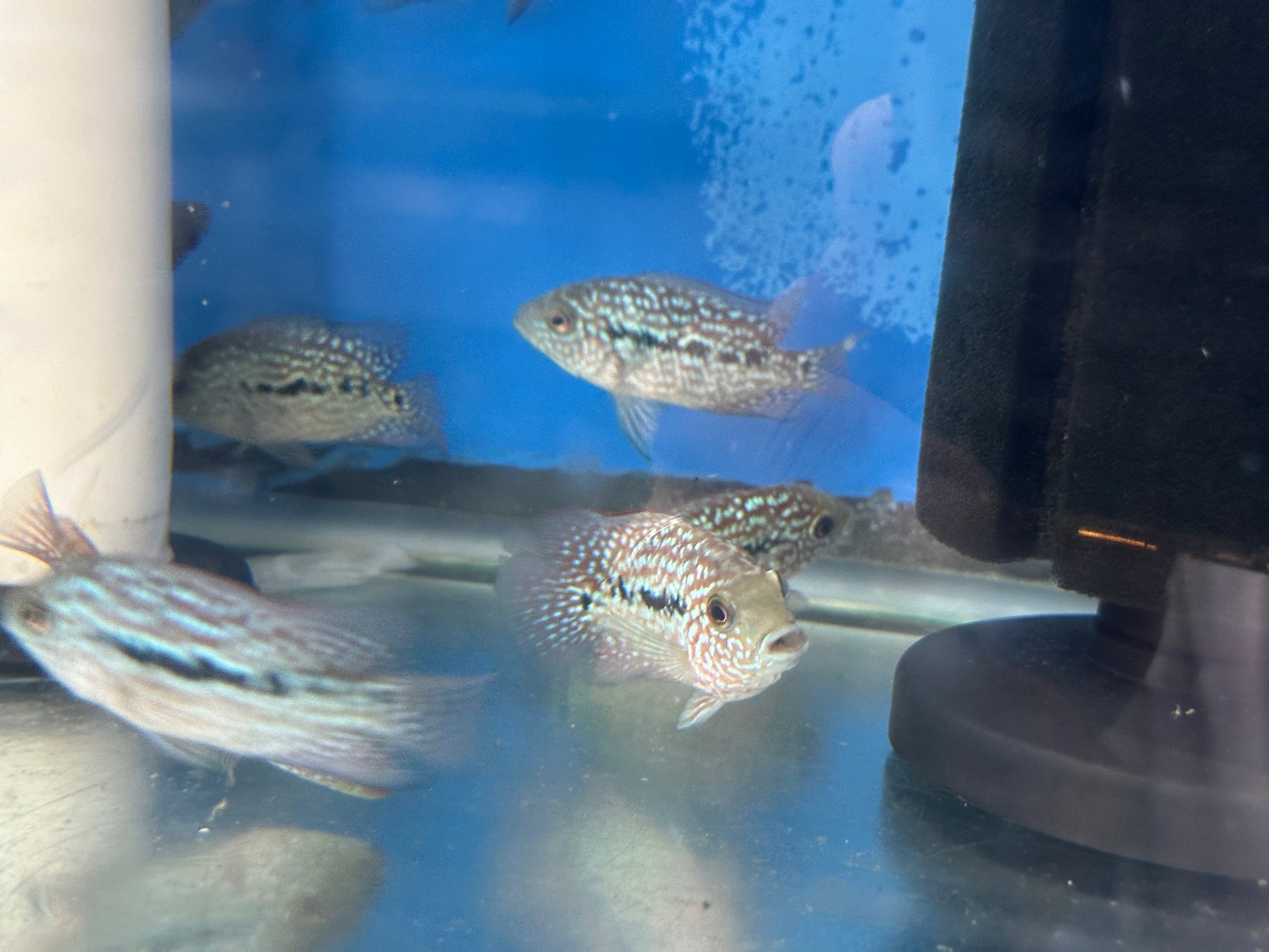 SRT F4 Super Red Texas Cichlid 3” AMERICAN CICHLID Danaqua Live Fish & More