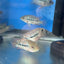 SRT F4 Super Red Texas Cichlid 3” AMERICAN CICHLID Danaqua Live Fish & More
