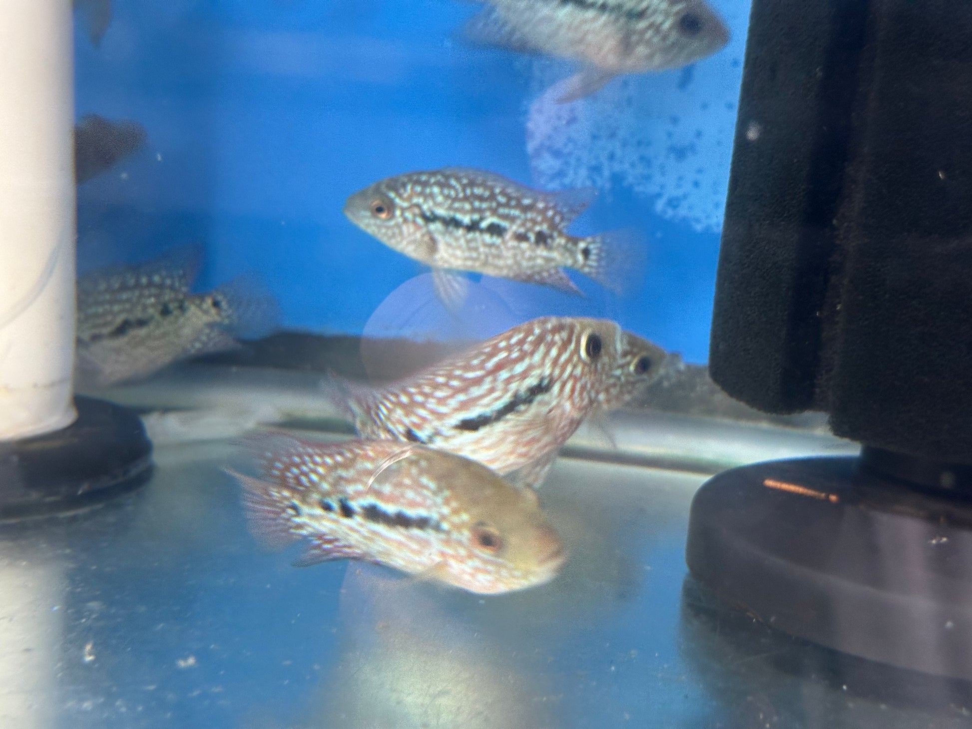 SRT F4 Super Red Texas Cichlid 3” AMERICAN CICHLID Danaqua Live Fish & More