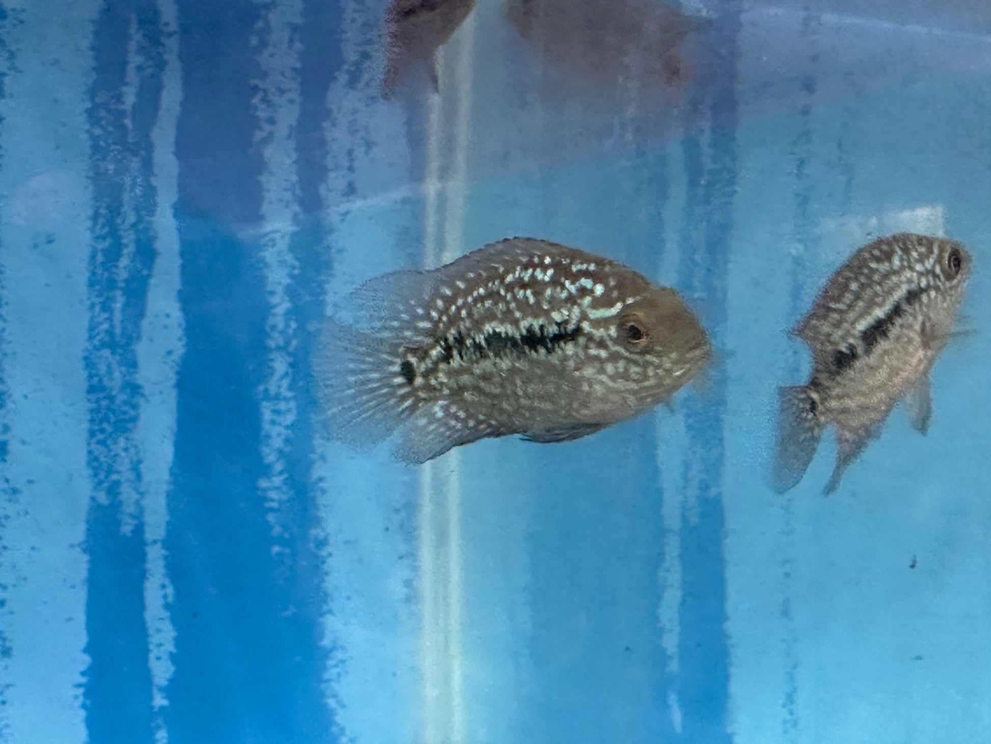 SRT F4 Super Red Texas Cichlid 3” AMERICAN CICHLID Danaqua Live Fish & More