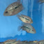 SRT F4 Super Red Texas Cichlid 3” AMERICAN CICHLID Danaqua Live Fish & More