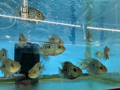 Balloon body carpintis Texas cichlid 3” AMERICAN CICHLID Danaqua Live Fish & More