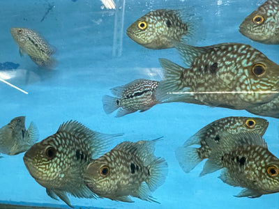 Balloon body carpintis Texas cichlid 3” AMERICAN CICHLID Danaqua Live Fish & More