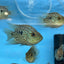 Balloon body carpintis Texas cichlid 3” AMERICAN CICHLID Danaqua Live Fish & More