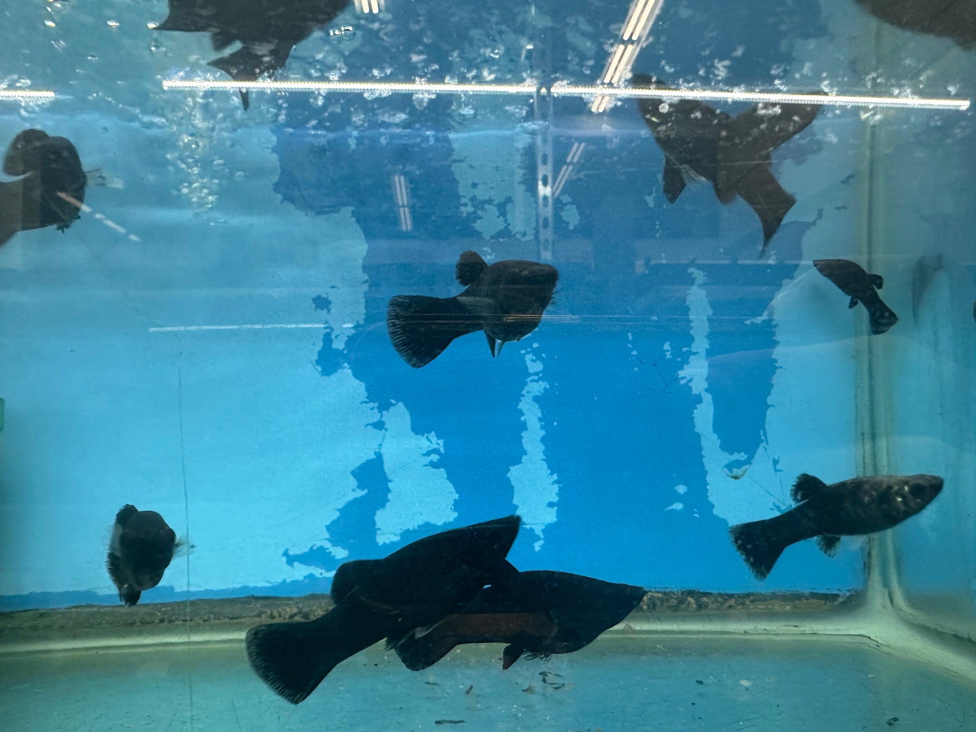 Yucatan Molly MOLLY Danaqua Live Fish & More