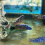 Taiwan Reef Cichlid (Protomelas sp. "Steveni Taiwan") AFRICAN CICHLIDS Danaqua Live Fish & More