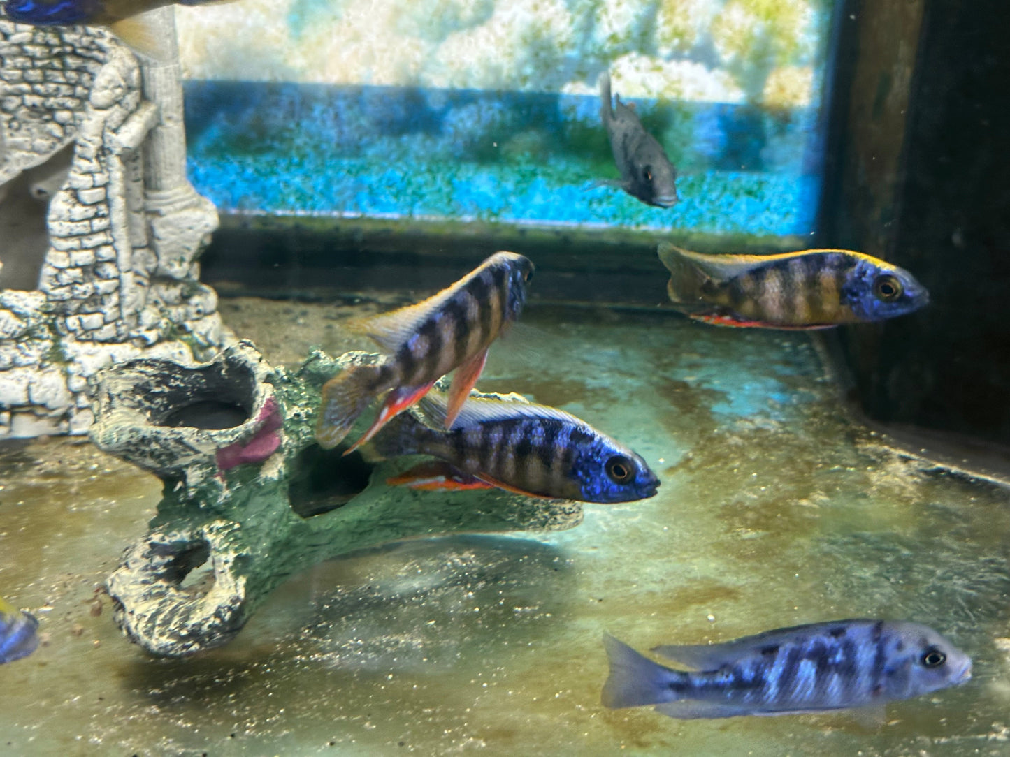 Taiwan Reef Cichlid (Protomelas sp. "Steveni Taiwan") AFRICAN CICHLIDS Danaqua Live Fish & More