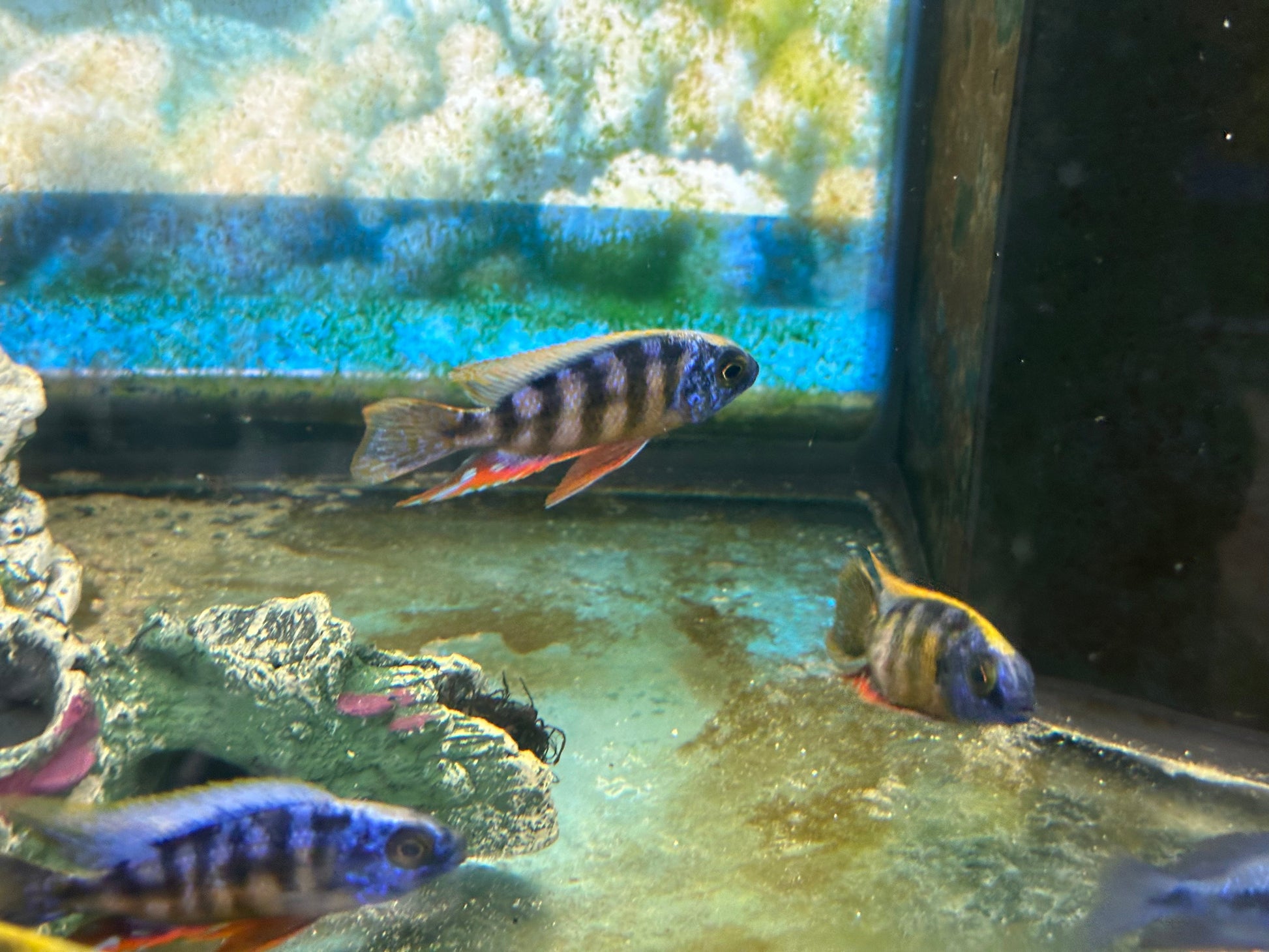 Taiwan Reef Cichlid (Protomelas sp. "Steveni Taiwan") AFRICAN CICHLIDS Danaqua Live Fish & More