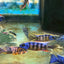 Taiwan Reef Cichlid (Protomelas sp. "Steveni Taiwan") AFRICAN CICHLIDS Danaqua Live Fish & More
