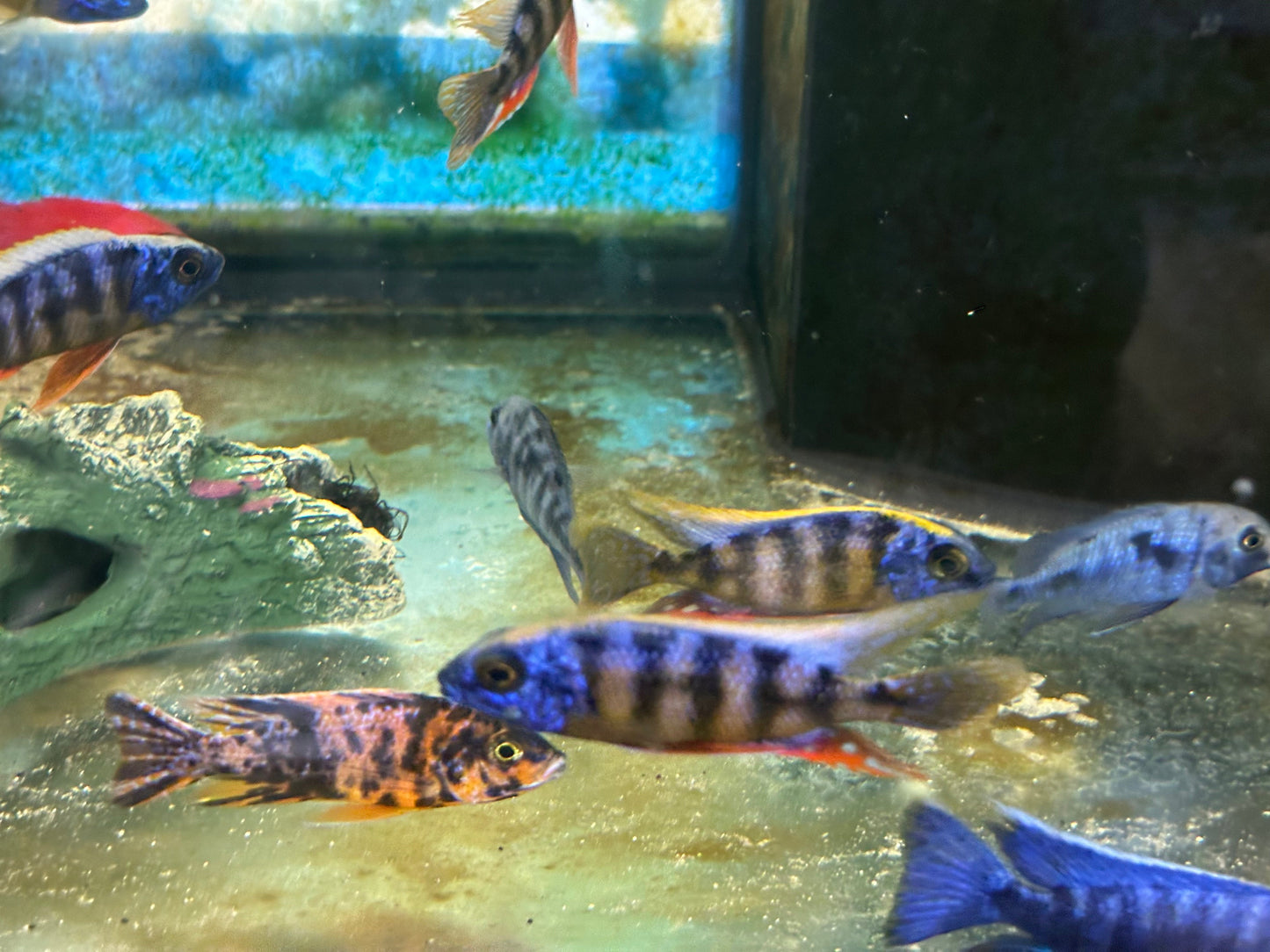 Taiwan Reef Cichlid (Protomelas sp. "Steveni Taiwan") AFRICAN CICHLIDS Danaqua Live Fish & More