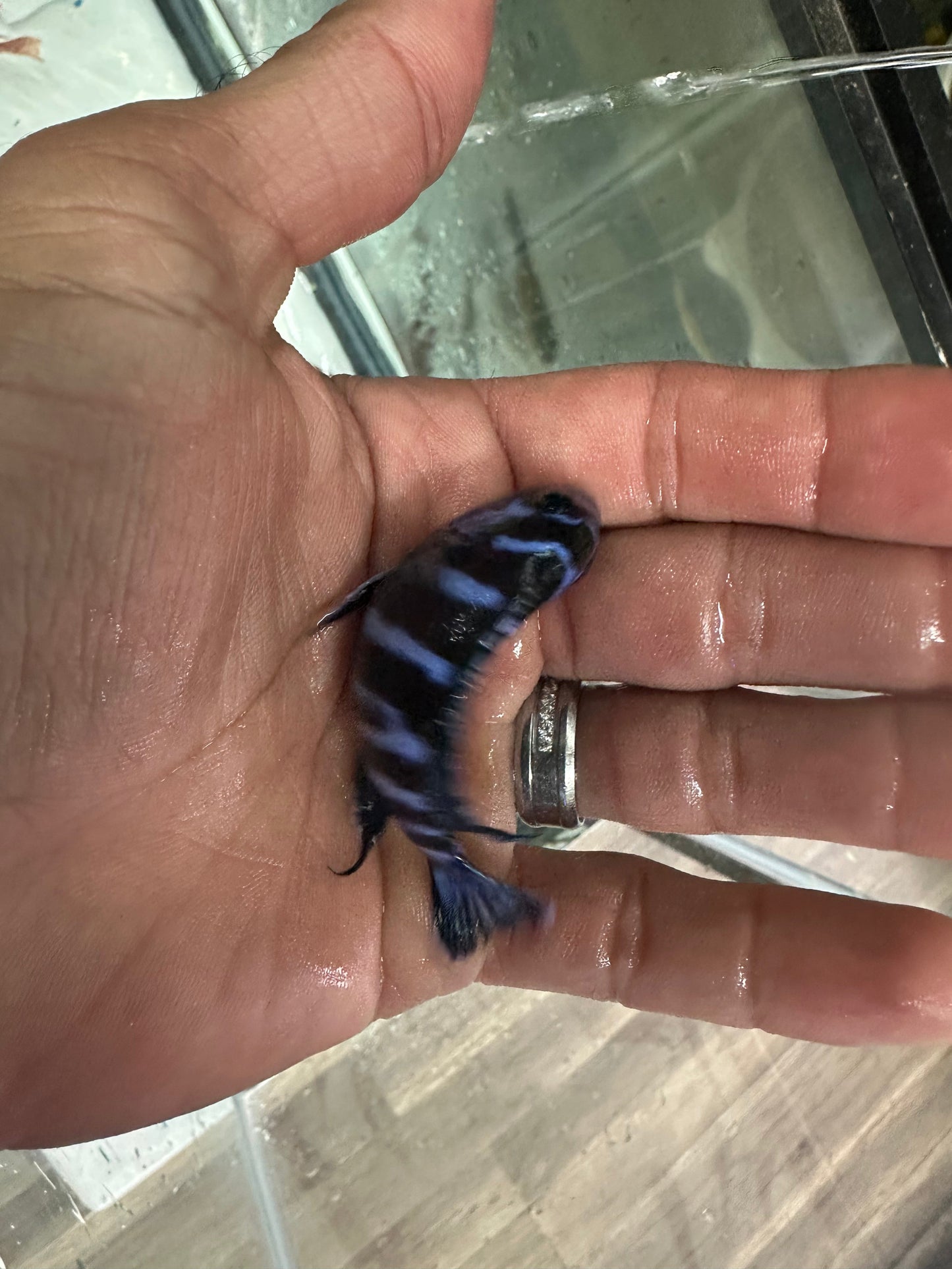 Demasoni cichlids AFRICAN CICHLIDS Danaqua Live Fish & More