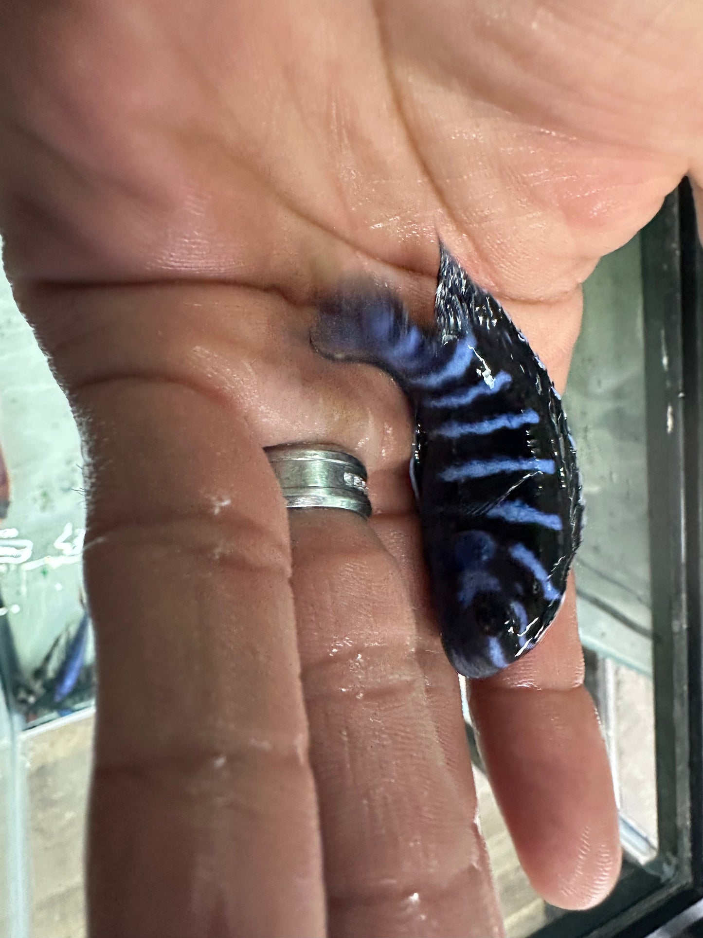 Demasoni cichlids AFRICAN CICHLIDS Danaqua Live Fish & More