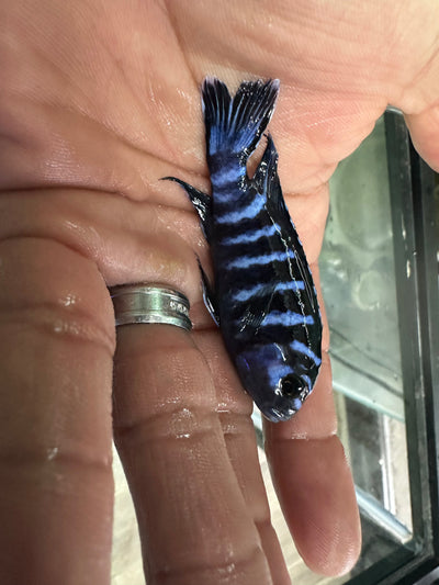 Demasoni cichlids AFRICAN CICHLIDS Danaqua Live Fish & More