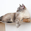 The Double Decker - Cat Hanging Bed Set Cat Hammock Catastrophic Creations