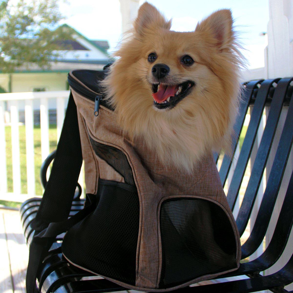 Pet Carrier Backpack Pet Carriers Dogline