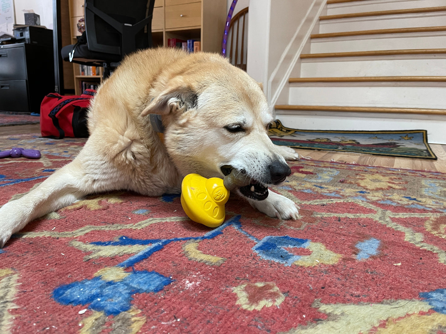 Unstoppables Chewers for SodaPup Rubber Treat Dispensers - 3 Pack Nylon Dog Toys SodaPup/True Dogs, LLC