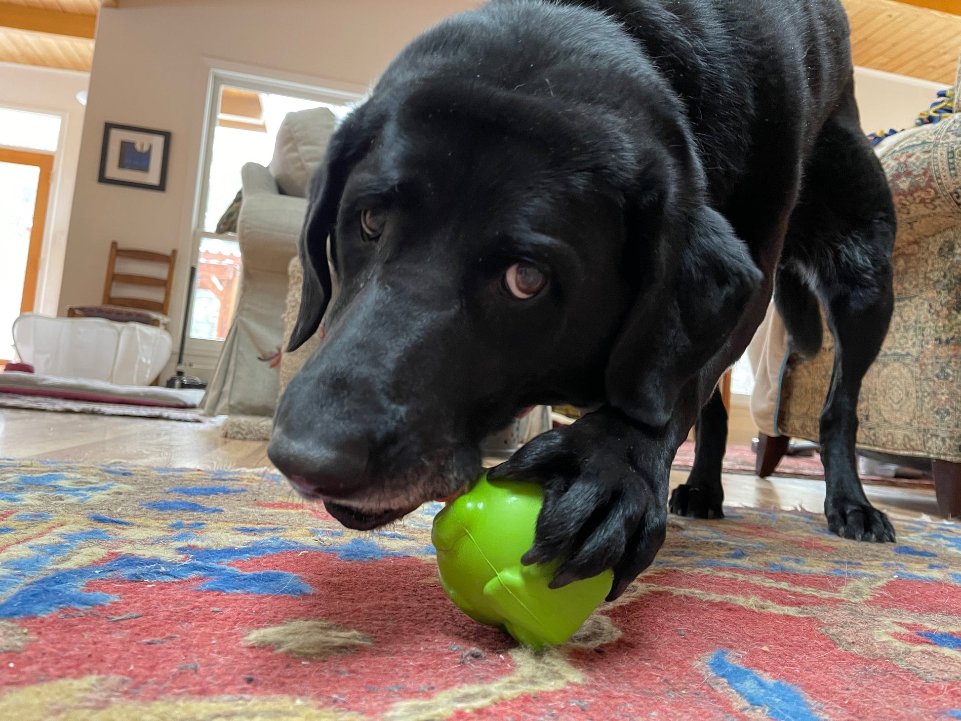 Unstoppables Chewers for SodaPup Rubber Treat Dispensers - 3 Pack Nylon Dog Toys SodaPup/True Dogs, LLC