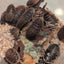 Live Organic Dubia Roaches Feeder Insect Hive Queen Insects