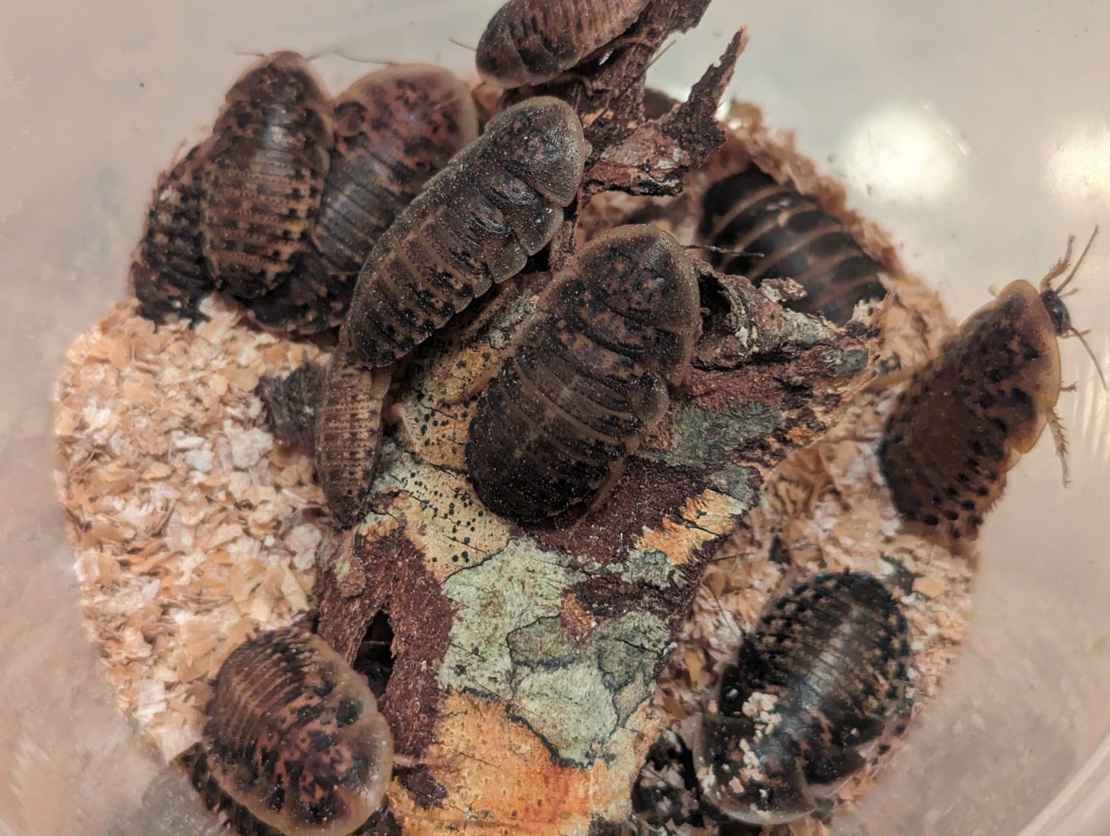 Live Organic Dubia Roaches Feeder Insect Hive Queen Insects