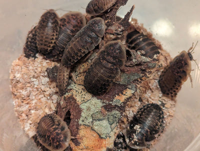 Live Organic Dubia Roaches Feeder Insect Hive Queen Insects