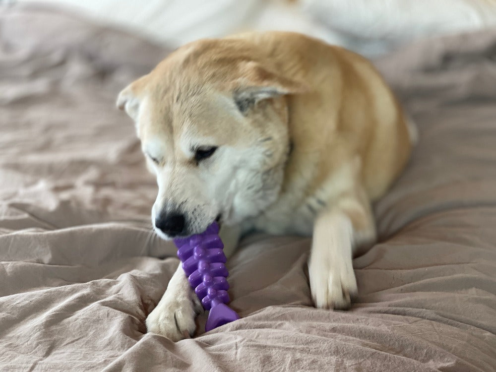 Fish Bone Nylon Dog Toy for Aggressive Chewers | USA Made | SodaPup Nylon Dog Toys SodaPup/True Dogs, LLC