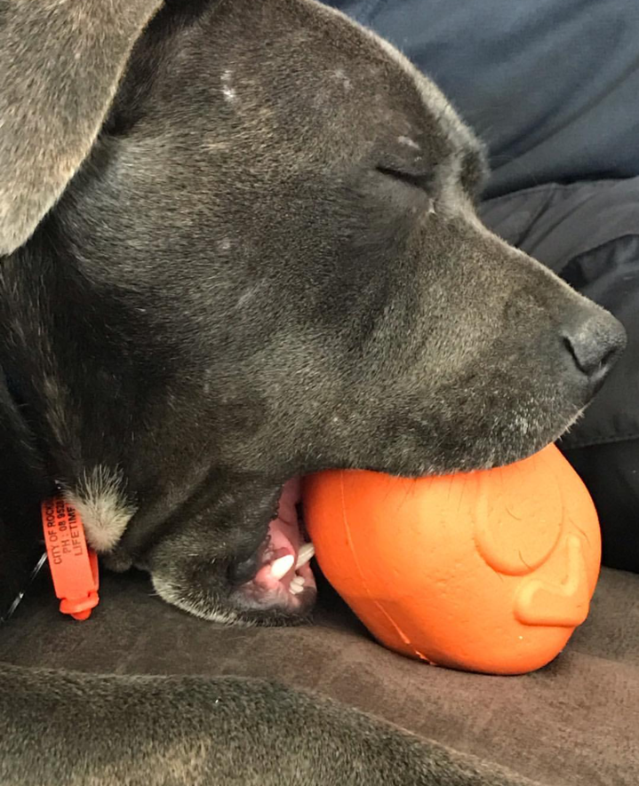 Roasted Turkey eDispenser Durable Rubber Chew Toy & Treat Dispenser - Large - 25% off! Rubber Dog Toys SodaPup/True Dogs, LLC