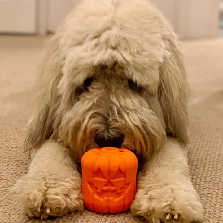 Jack O' Lantern Dog Toy - Durable Halloween Chew Toy for Large Dogs | USA Made Rubber Dog Toys SodaPup/True Dogs, LLC
