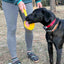 Lick Stick Hand-Held Dog Enrichment Toy - Interactive Lick Stick | USA Made EMAT SodaPup/True Dogs, LLC