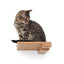 Cat Climbing Shelf Cat shelves/bed Catastrophic Creations