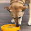 Sunflower Slow Feeder Dog Bowl - Shallow eTray Enrichment Lick Mat | USA Made ETRAY SodaPup/True Dogs, LLC