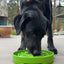 Garden Design eTray - Shallow Slow Feeder Dog Bowl for Enrichment | USA ETRAY SodaPup/True Dogs, LLC