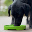 Garden Design eTray - Shallow Slow Feeder Dog Bowl for Enrichment | USA ETRAY SodaPup/True Dogs, LLC