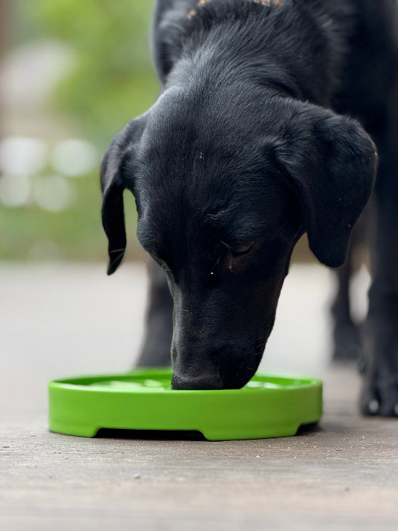 Garden Design eTray - Shallow Slow Feeder Dog Bowl for Enrichment | USA ETRAY SodaPup/True Dogs, LLC