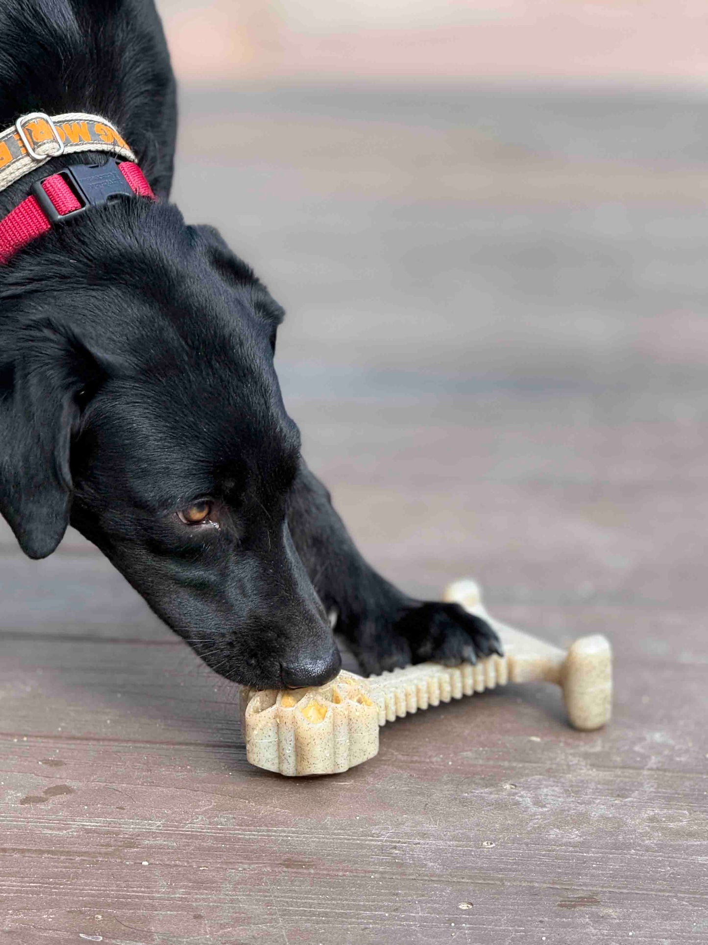 Honey Bone Dental Flower Tower - Indestructible Nylon Dog Chew Toy XL | USA Nylon Dog Toys SodaPup/True Dogs, LLC