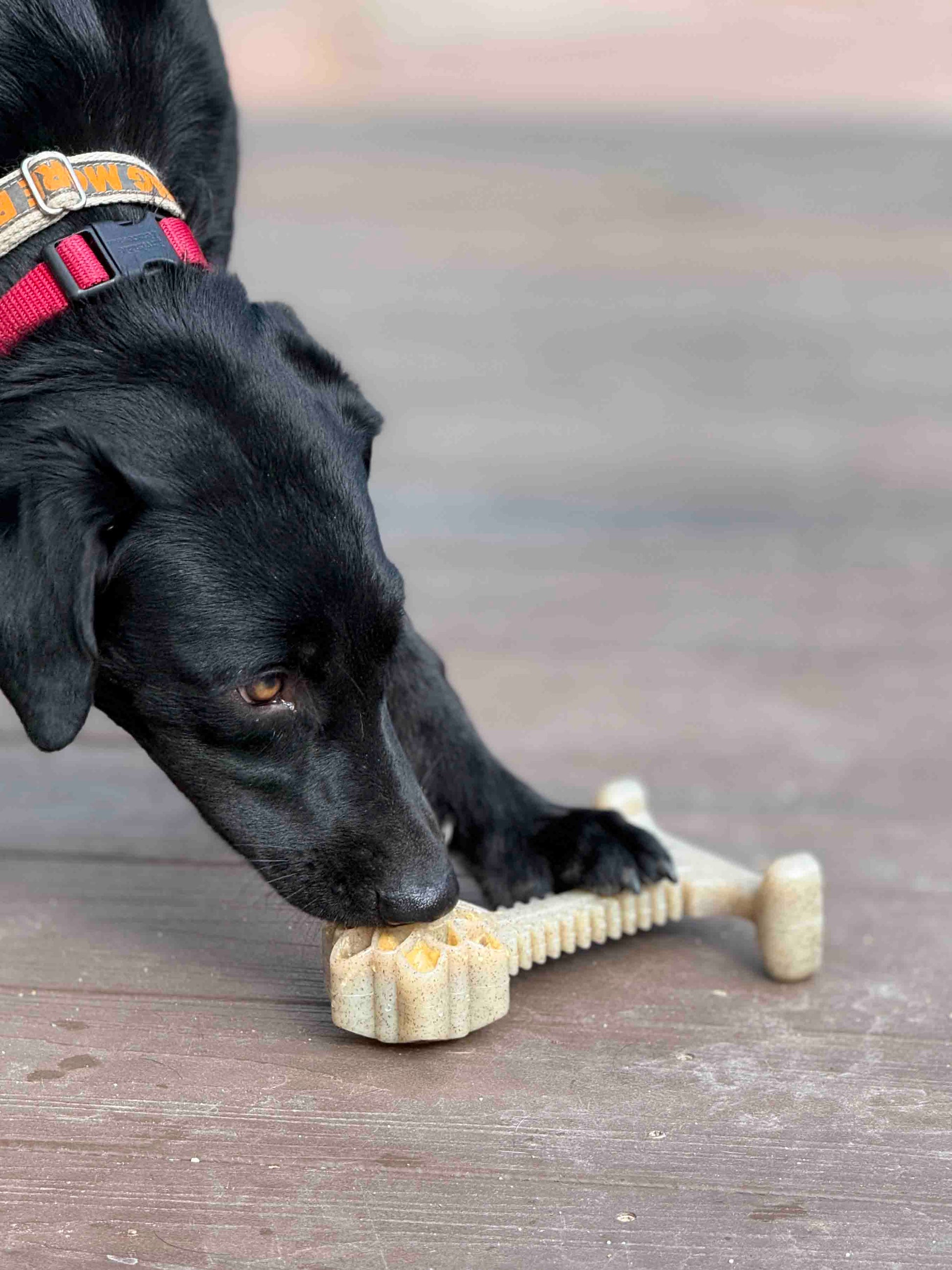 Honey Bone Dental Flower Tower - Indestructible Nylon Dog Chew Toy XL | USA Nylon Dog Toys SodaPup/True Dogs, LLC