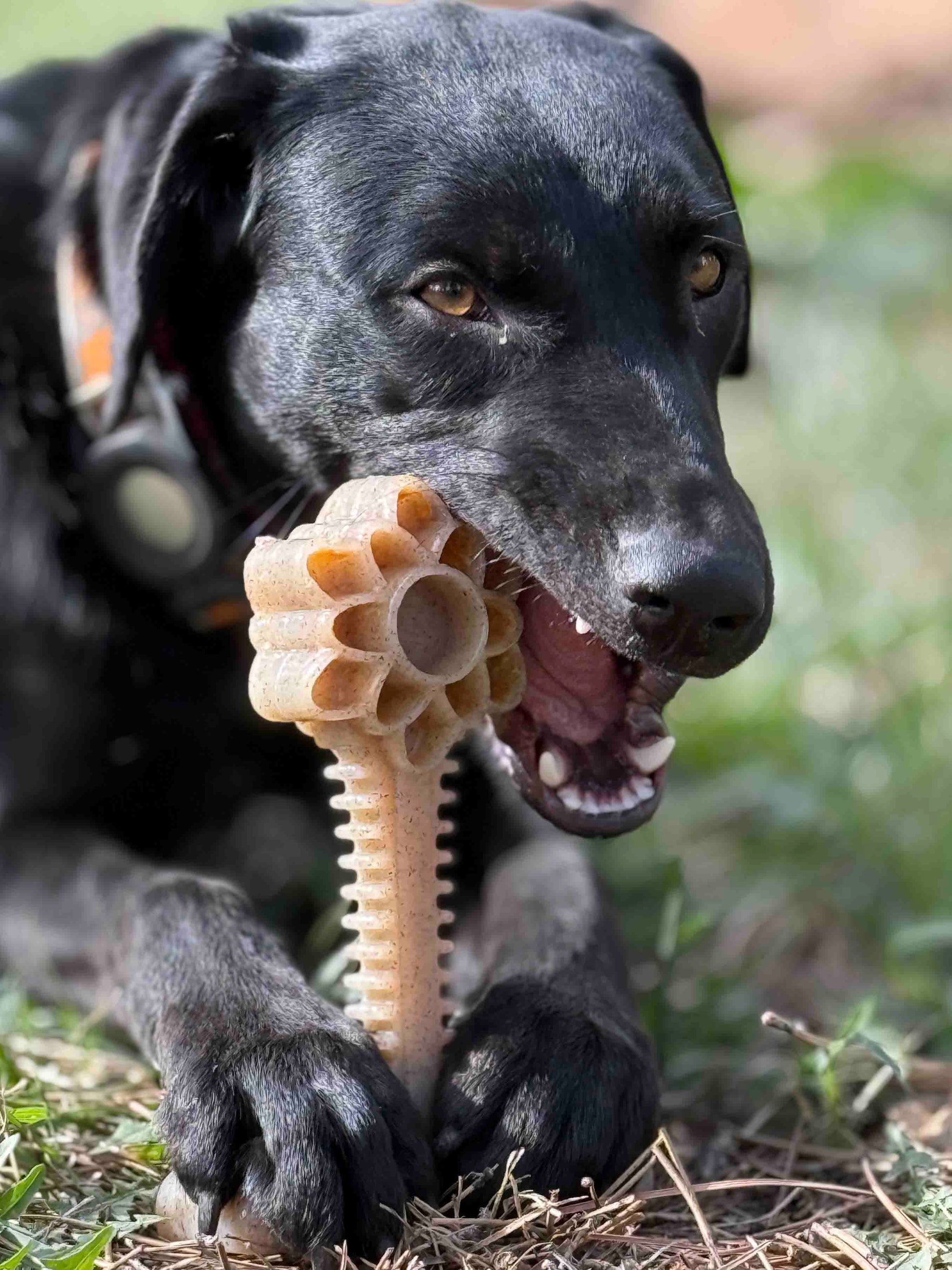 Honey Bone Dental Flower Tower - Indestructible Nylon Dog Chew Toy XL | USA Nylon Dog Toys SodaPup/True Dogs, LLC