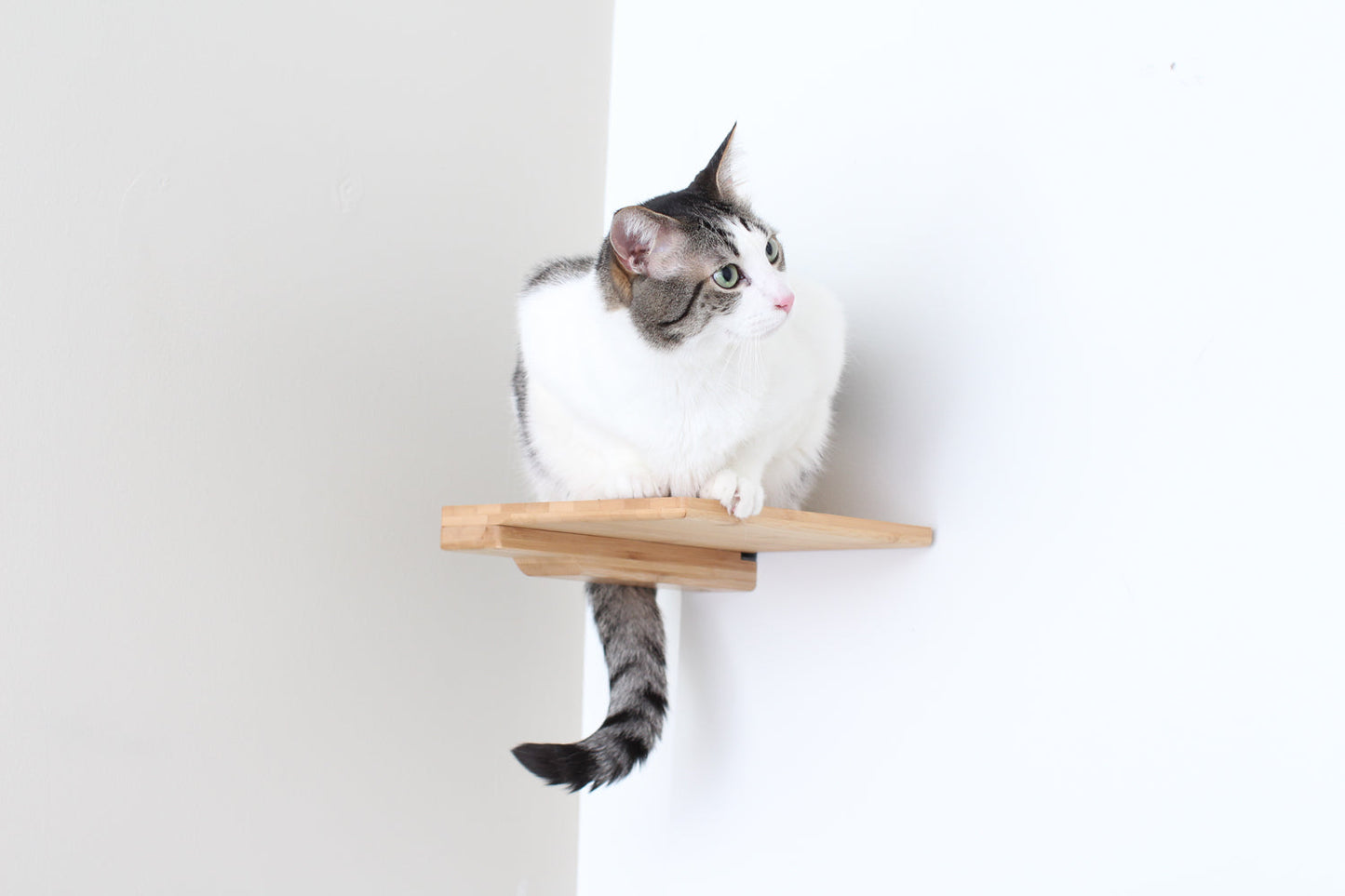 Cat Climbing Shelf Cat shelves/bed Catastrophic Creations