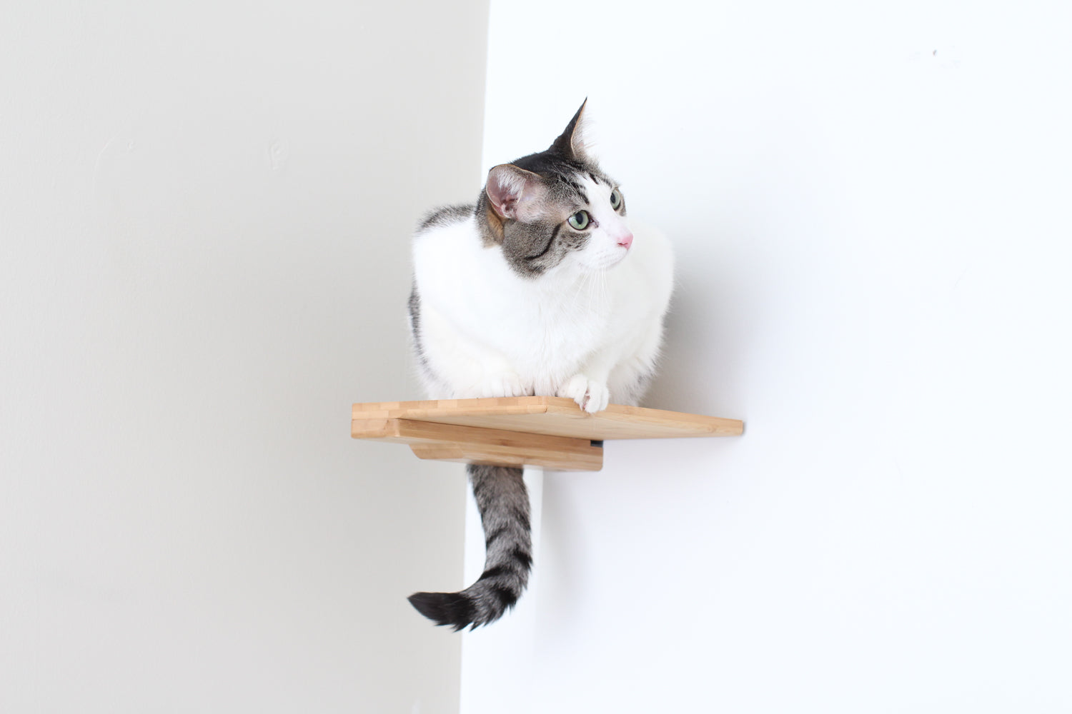 Cat Climbing Shelf Cat shelves/bed Catastrophic Creations
