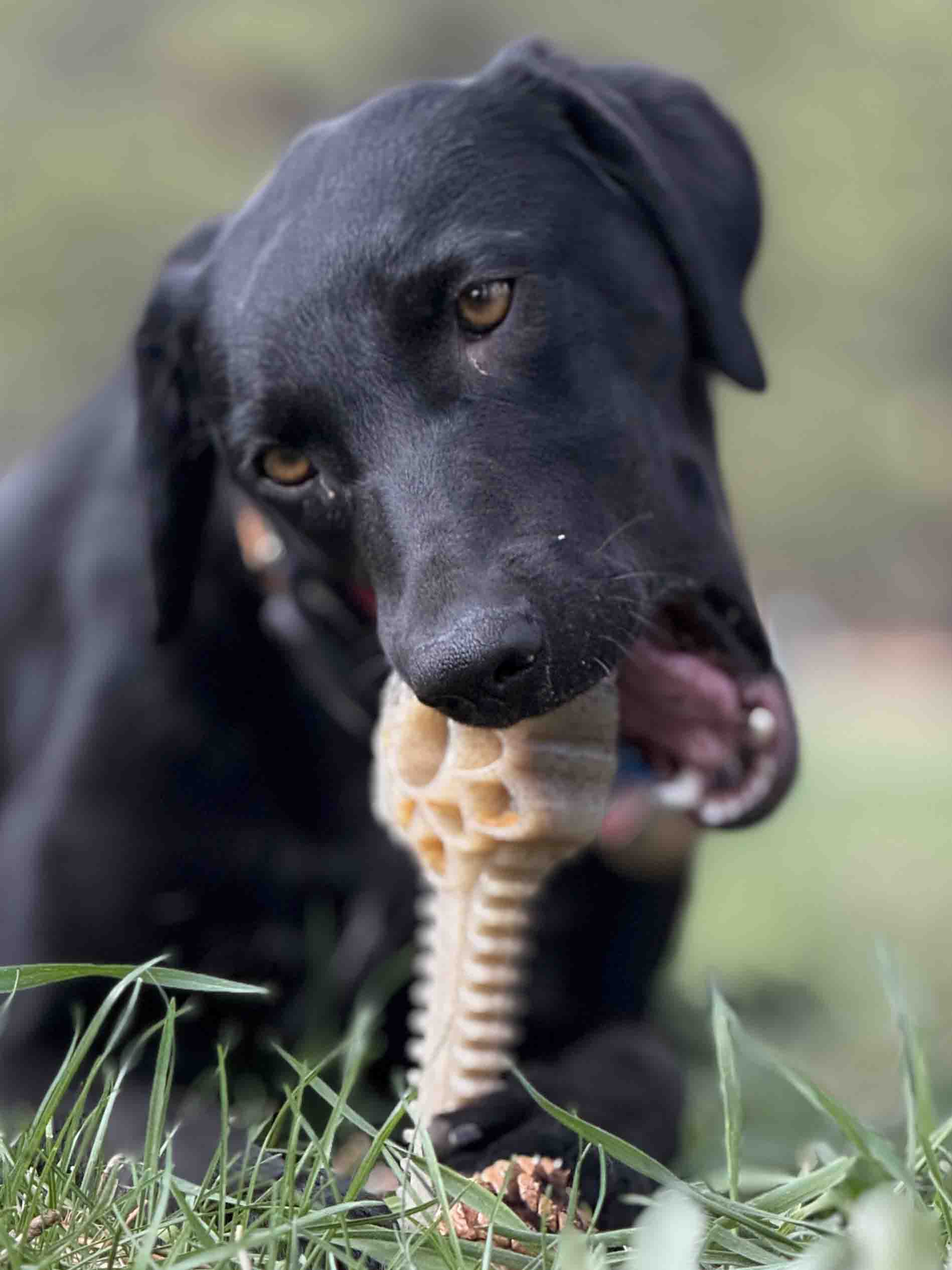 Honey Bone Dental Flower Tower - Indestructible Nylon Dog Chew Toy XL | USA Nylon Dog Toys SodaPup/True Dogs, LLC