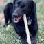 Durable Nylon Chew Stick for Power Chewers | Indestructible Dog Toy USA Nylon Dog Toys SodaPup/True Dogs, LLC