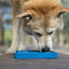 Waiting Dogs eTray - Shallow Slow Feeder Bowl & Lick Mat for Dogs | USA Made ETRAY SodaPup/True Dogs, LLC