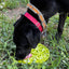 Citrus Design eMat - Enrichment Lick Mat with Suction Cups | USA Made EMAT SodaPup/True Dogs, LLC