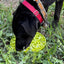 Citrus Design eMat - Enrichment Lick Mat For Dogs and Cats - with Suction Cups | USA Made EMAT SodaPup/True Dogs, LLC