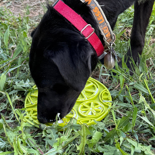 Citrus Design eMat - Enrichment Lick Mat For Dogs and Cats - with Suction Cups | USA Made EMAT SodaPup/True Dogs, LLC