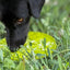 Citrus Design eMat - Enrichment Lick Mat with Suction Cups | USA Made EMAT SodaPup/True Dogs, LLC